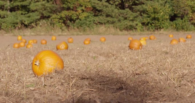 Pumpkin patch in autumn - static shot