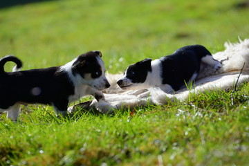 puppy world, two cute puppies playing in the gras