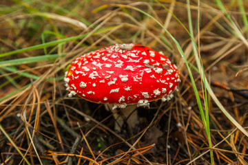 Fly agaric