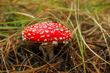 Fly agaric