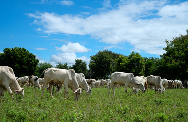 Naklejka na ściany i meble white cow in the field