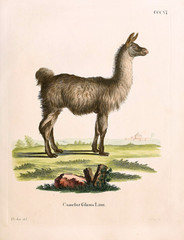 Illustration of a llama © ruskpp