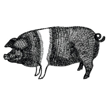recommend clip art: British Saddleback pig Vector illustration Sketch style Hand drawn