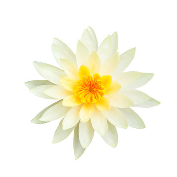 Fototapeta White lotus flower isolated on white background., This has clipping path.