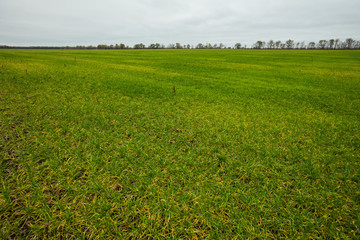 The green field. Agriculture.