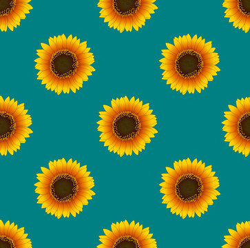 Sunflower Seamless on Green Teal Background