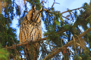 beautiful owl sits on the fir tree