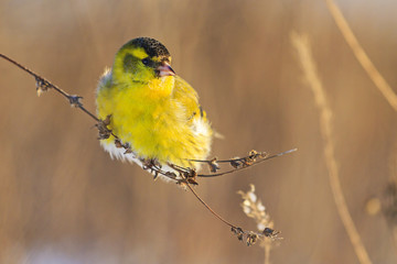 Winter siskin sits on a thin blade of grass