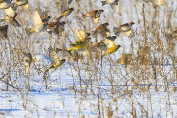 wintering singing birds fly away from the snow