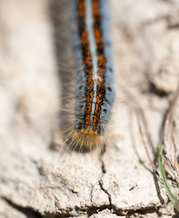 caterpillar on the ground in the nature close-up