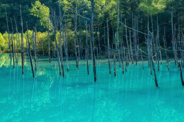 Blue pond in Biei, Hokkaido, Japan.