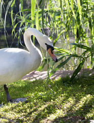 White swan in the zoo