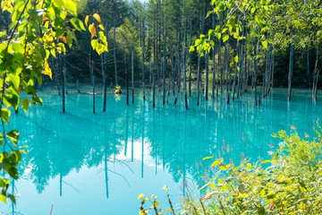 Blue pond in Biei, Hokkaido, Japan.