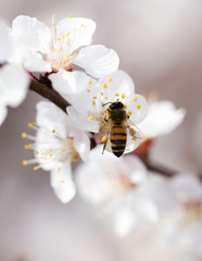 bee on a flower in the nature. macro