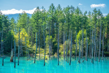 Blue pond in Biei, Hokkaido, Japan.