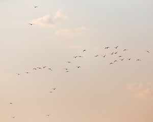 a flock of seagulls in the sky at sunset