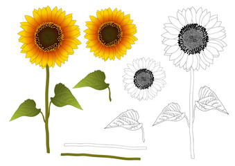 Naklejka premium Sunflower Outline