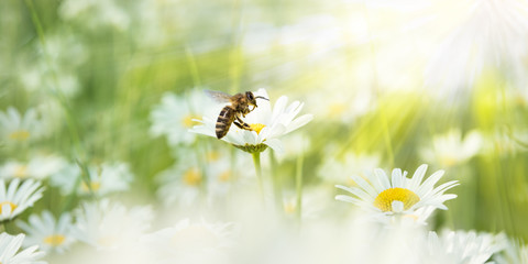 Marguerites au soleil avec abeille sur une fleur en fleurs