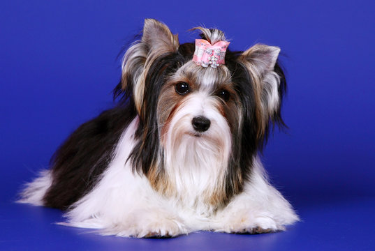 Beaver york posing against a blue background. A dog terrier lies in a pink bow. Portrait of a puppy with white hair in the studio. Horizontal image.