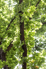 green oak leaves in nature