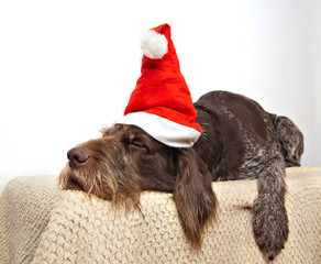 The dog breed is the German Wirehaired Pointer drathaar in Santa Claus cap sleeping on a soft rug