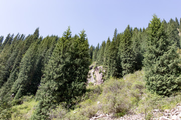 beautiful Christmas tree in the mountains in summer