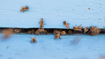 Closeup of bees flying into beehive entrance on summer day