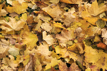 background from the heap of old withered maple leaves fell in the fall