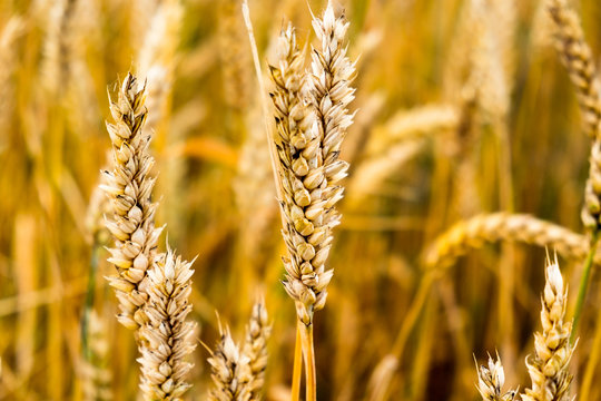 Field with wheat
