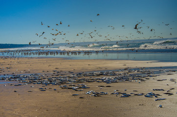 A lot of dead fish on the beach of the ocean or the sea. A wonderful sunny day for fishing 