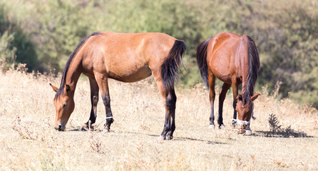 herd of horses in the pasture in the fall