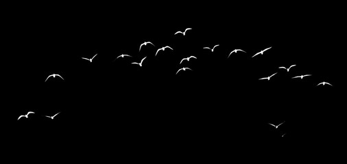 silhouette of a flock of birds on a black background