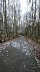 Landscape with Birches in the park of Lithuania