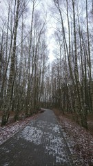 Path in the middle of birches