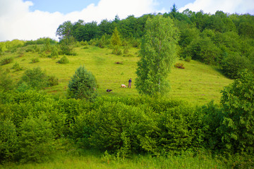 Fototapeta na wymiar Beautiful summer landscape Carpathian village sheep pasture