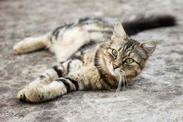 Obraz premium cat