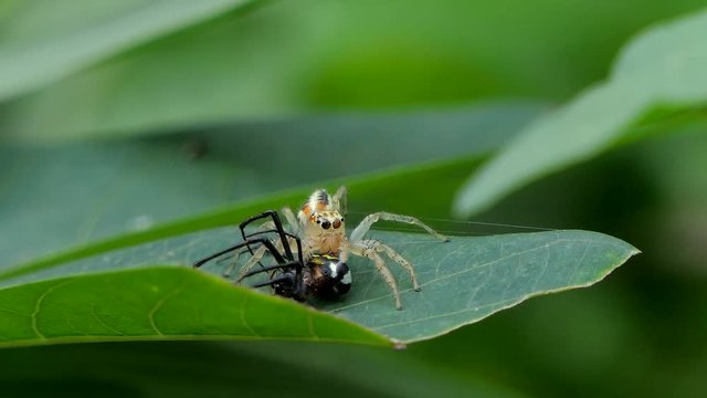 Jumping spider biting prey, black spider, on leaves in tropical rain forest.