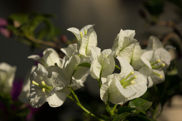  White Bougainvillea flower in dark background