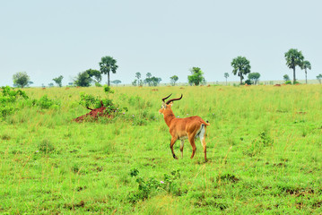 Naklejka na ściany i meble Antelope reedbuck, Uganda, Africa