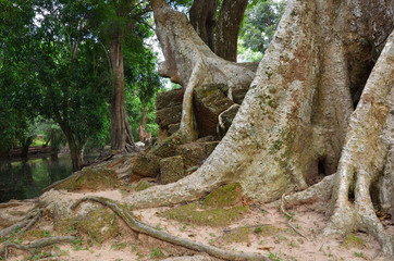 Jungles near Angkor Wat Complex, Siem Reap, Cambodia