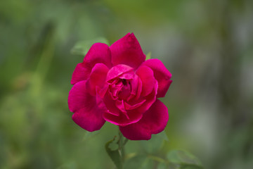 Obraz na płótnie Canvas Dark pink of Damask Rose flower.
