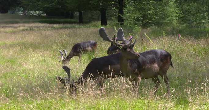 Melanistic (black) Fallow deer, a group of bucks graze at forest edge. Fallow deer can be seen feeding at all times of the day.