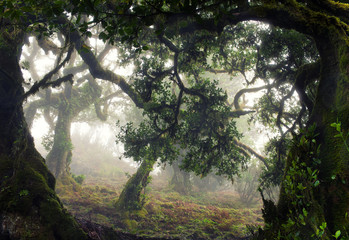 Magic tropical forest in fog,Madeira Island,Portugal