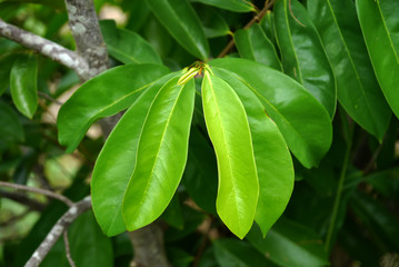 Close up Soursop leaf on tree.