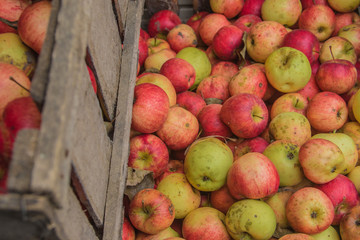 Processing of apples for juice production.