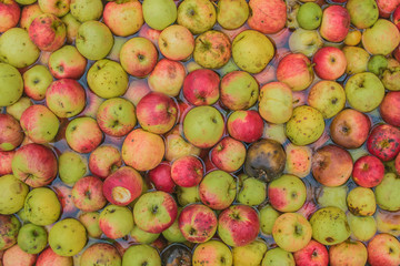Processing of apples for juice production.