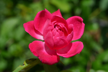 Dark pink of Damask Rose flower.