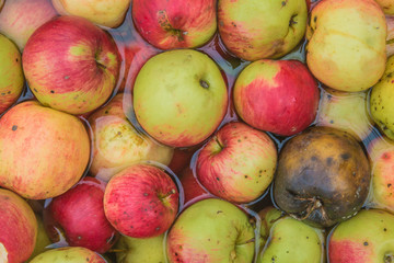 Processing of apples for juice production.