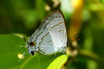 Butterfly on leaf with sunlight.