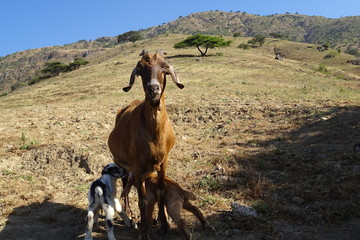 a mother goat